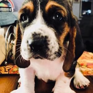 Meet your Posher, Shawn